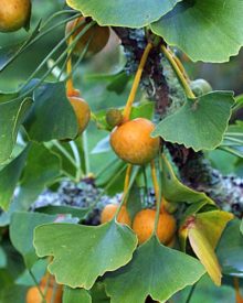 Ginkgo Biloba pianta benefici usi e puzza